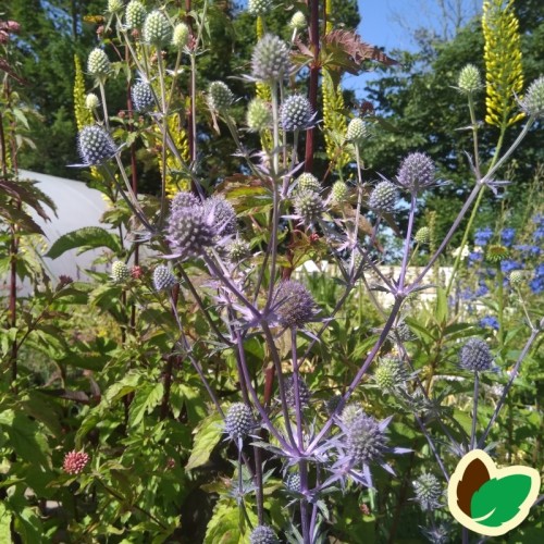 Eryngium planum Blaukappe / Russisk Mandstro