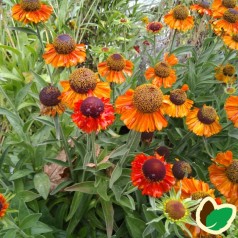 Helenium hybrid Short n´Sassy - Solbrud