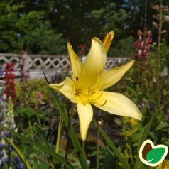 Hemerocallis citrina / Daglilje