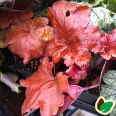 Heuchera hybrid Fire Alarm - Alunrod