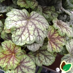 Heuchera hybrid Green Spice / Alunrod