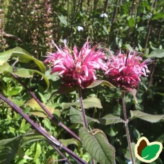 Hestemynte Sugar Lace - Monarda didyma Sugar Lace