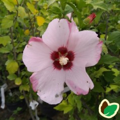 Hibiscus syriacus Aphrodite - Syrisk Rose