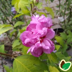 Hibiscus syriacus Ardens / Syrisk Rose