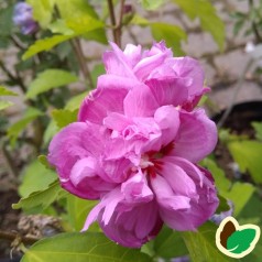Hibiscus syriacus Ardens / Syrisk Rose