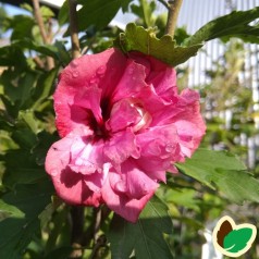 Hibiscus syriacus Duc de Brabant / Syrisk Rose