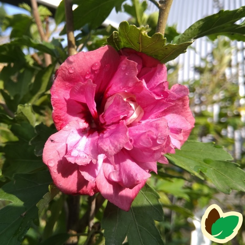 Hibiscus syriacus Duc de Brabant / Syrisk Rose