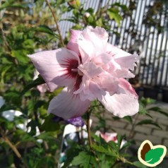 Syrisk Rose Lady Stanley 30-70 cm. - Hibiscus syriacus Lady Stanley