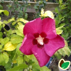 Hibiscus syriacus Woodbridge / Syrisk Rose