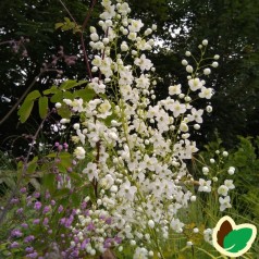 Thalictrum delavayi Splendide White - Violfrøstjerne