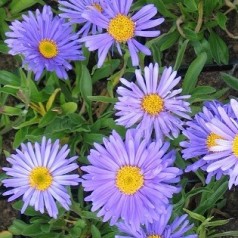 Aster alpinus Goliath / Alpeasters