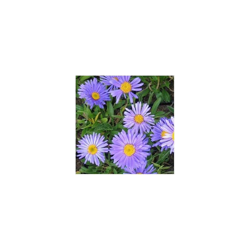 Aster alpinus Goliath / Alpeasters