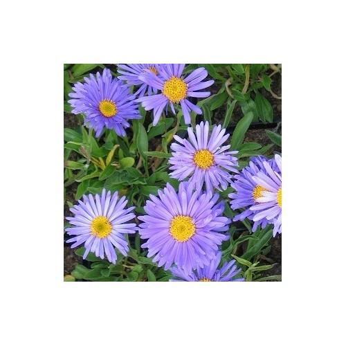 Aster alpinus Goliath / Alpeasters