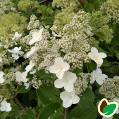 Syrenhortensia Kyushu 30-70 cm. - Hydrangea paniculata Kyushu