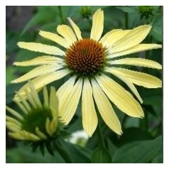 Echinacea purpurea Sunrise / Solhat