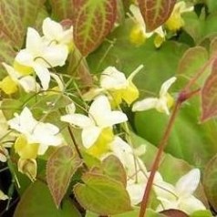 Epimedium versicolor Sulphureum / Bispehue