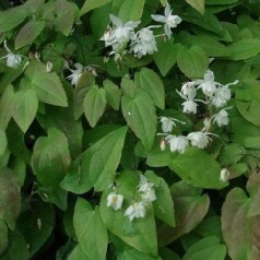 Epimedium youngianum Niveum / Bispehue