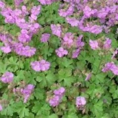 Geranium cantabrigiense Cambridge / Storkenæb