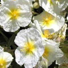 Helianthemum hybrid The Bride / Soløje