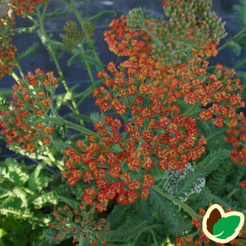 Achillea millefolium Walter Funke / Røllike