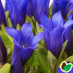 Gentiana hybrid Shine Blue / Ensian