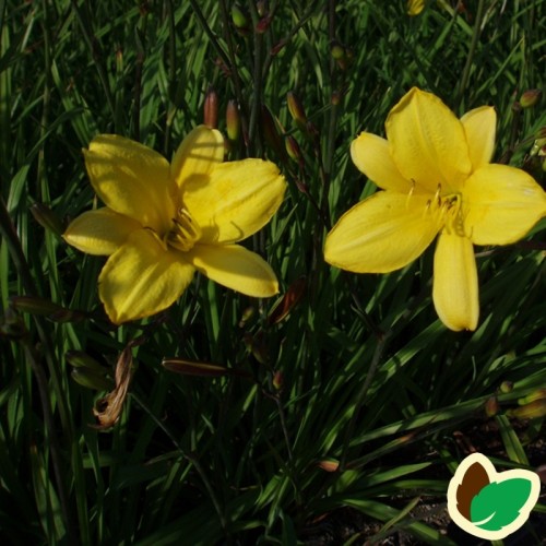 Hemerocallis hybrid Corky / Daglilje