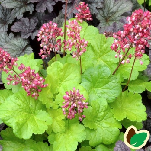 Heuchera hybrid Little Cutie Sweet Tart - Alunrød