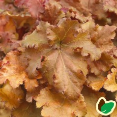 Heuchera hybrid Gojiberry - Alunrod