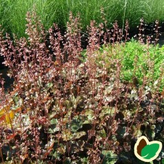 Heuchera hybrid Rachel / Alunrod