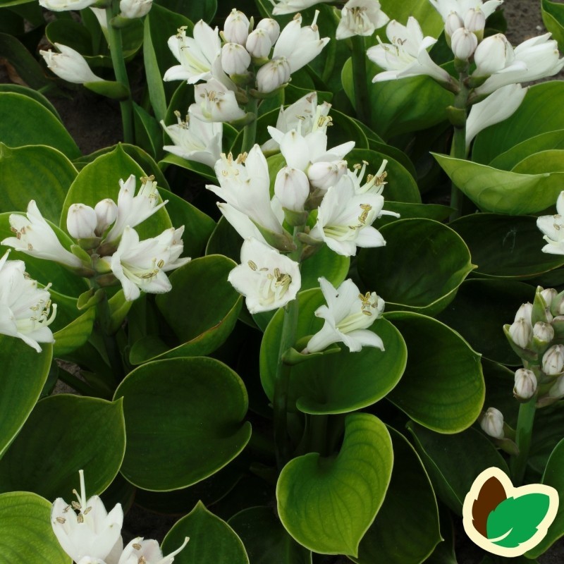 Hosta hybrid Monster Ears / Funkia