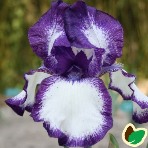 Iris germanica Going My Way / Iris