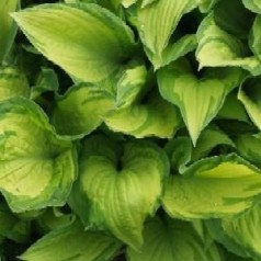 Hosta fortunei Albopicta / Funkia