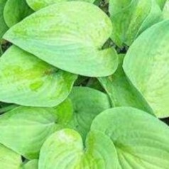 Hosta hybrid August Moon / Funkia