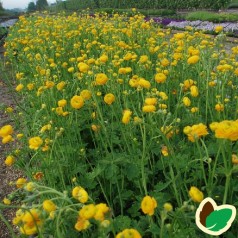 Ranunculus acris Multiplex / Ranunkel