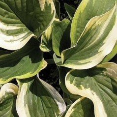 Hosta hybrid Wide Brim / Funkia