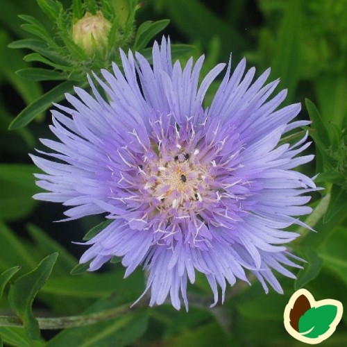 Stokesia laevis Mel's Blue / Stokesia