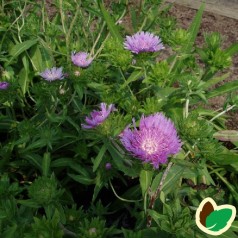 Stokesia laevis Mel's Blue / Stokesia