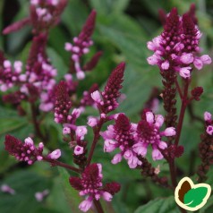 Verbena hastata Pink Spires / Jernurt