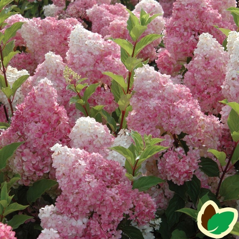 Hydrangea paniculata Vanille Fraise / Syrenhortensia