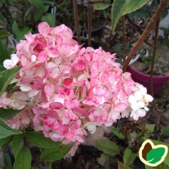 Syrenhortensia Vanille Fraise 90 cm. stamme. - Hydrangea paniculata Vanille Fraise