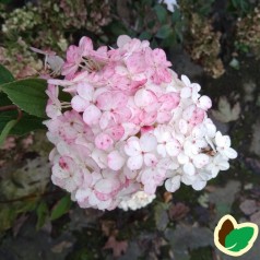 Syrenhortensia Vanille Fraise 90 cm. stamme. - Hydrangea paniculata Vanille Fraise