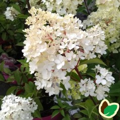 Syrenhortensia Vanille Fraise 90 cm. stamme. - Hydrangea paniculata Vanille Fraise