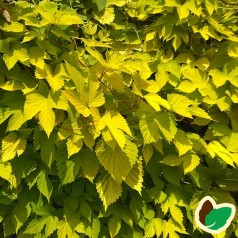 Humulus lupulus Aureus - Guldhumle