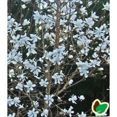 Magnolia loebneri Merrill - Stjernemagnolia