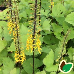 Ligularia wilsoniana / Nøkketunge