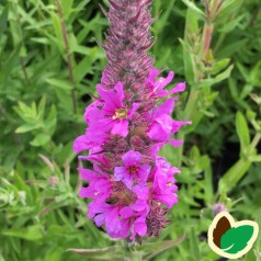 Lythrum virgatum Rosy Gem / Kattehale