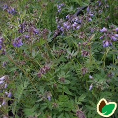 Polemonium reptans Blue Pearl / Jakobsstige
