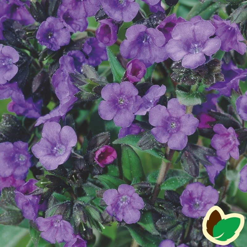 Pulmonaria sac. Blue Ensign / Lungeurt