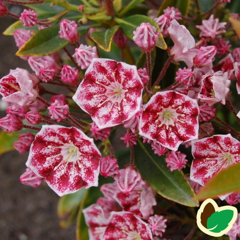 Kalmia latifolia Pinwheel