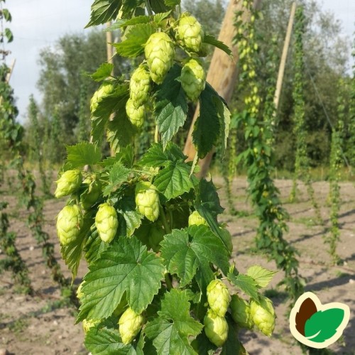 Humulus lupulus Svenstrup Citron - Humle - Hun plante